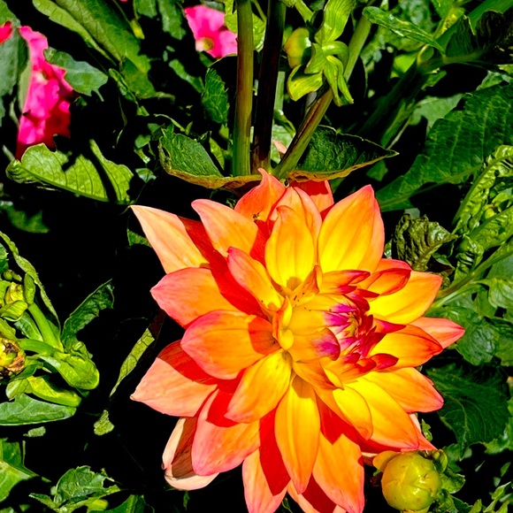 Meet your Poshmark Ambassador, Deb - Picture 12 of 16